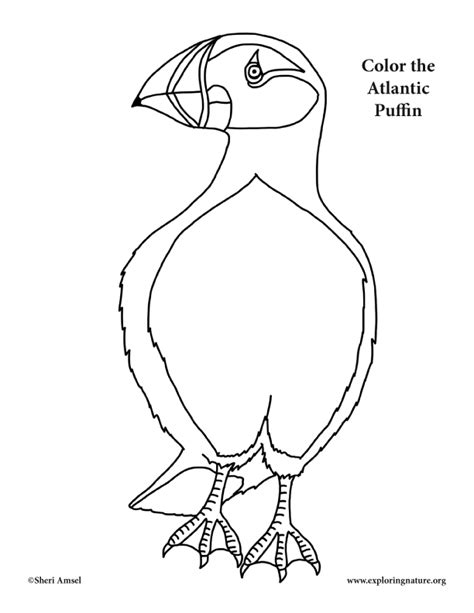 puffin coloring pages  getcoloringscom  printable colorings