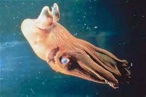 Vampire Squid S Secret Sex Life Revealed › News In Science Abc Science
