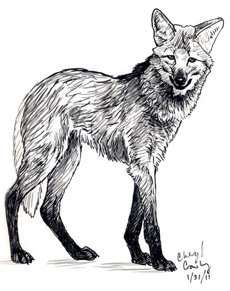 maned wolf  silvercrossfox  deviantart