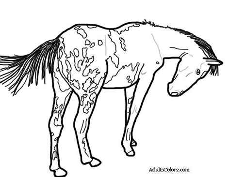 pinto horse coloring coloring pages