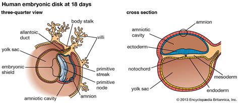 embryonic disk biology britannica