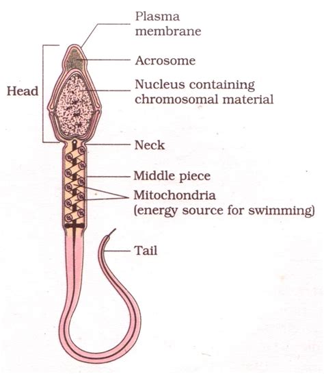 Ncert Solutions For Cbse 12th Biology Chapter 3 Human Reproduction