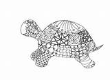 Coloring Turtle Pages Adult Tortoise Box Printable Galapagos Drawing Masonry Adults Getdrawings Getcolorings Fresh Colorings Color Sheet Search sketch template