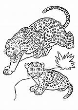 Coloring Leopard Felinos Desenho Pages Parentune Worksheets sketch template