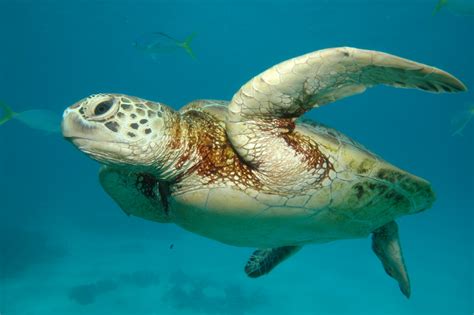 animal zoo life turtlespet turtlessea turtlesleatherback turtles