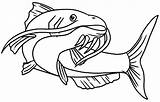 Catfish Pesce Gatto Tocolor Template Pesci sketch template