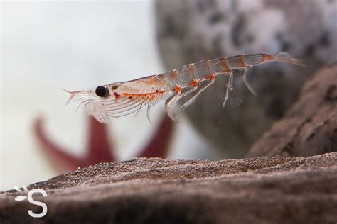 krill plantes  actifs naturels santeonaturelcom