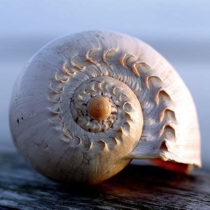beautifully reckless seashell