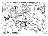 Coloring Rainforest Layers Pages Getcolorings sketch template