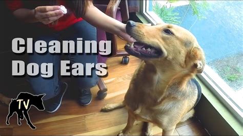 clean  dogs ears cleaning dogs ears dogs dog blog