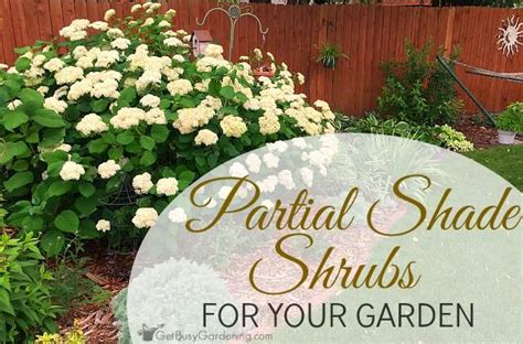 Partial Shade Shrubs For Your Garden Get Busy Gardening