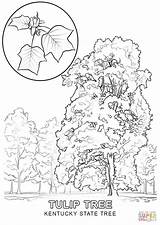 State Coloring Tree Kentucky Tennessee Indiana Pages Drawing Printable Ky Clipart Sheet Flower Nevada Color Tulip Flag Symbols Poplar Supercoloring sketch template