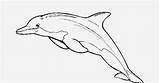 Dolphin Coloring Bottlenose Pages sketch template