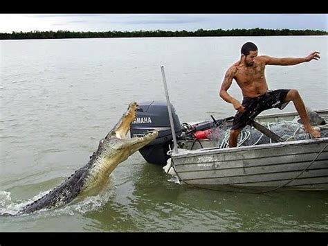 gator jumps  boat  couple    facebook video