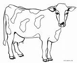 Cow Coloring Pages Baby Cows Printable Color Getcolorings sketch template