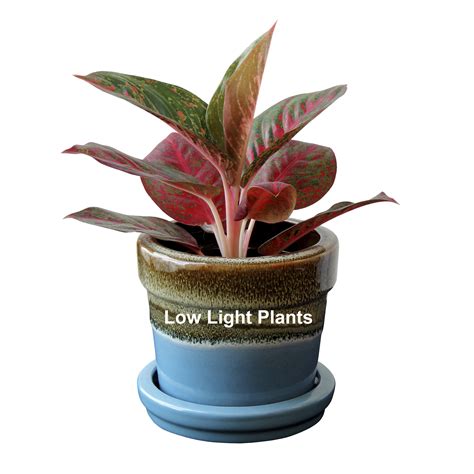 light plants  indoors