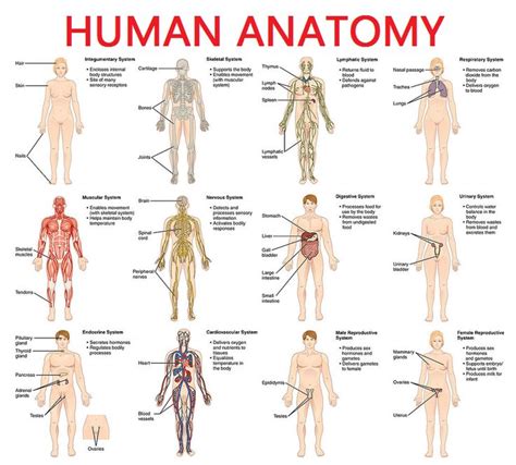 full picture real human body full human body diagram full body