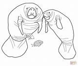 Coloring Pages Manatee Florida Dugong Manatees Printable Baby Colouring Mother Color Animals Drawing Supercoloring Sea Print Popular Visit Dot Coloringhome sketch template