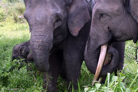 long battle big swath  sumatran rainforest wins protection