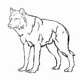 Wolf Coloring Pages Wolves Cub Color Pup Anime Printable Easy Animal Drawing Wild Realistic Cool Pack Print Kids Arctic Puppy sketch template