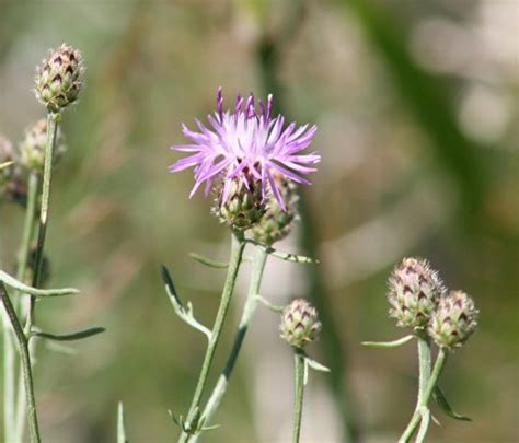 Spotted Knapweed Management Flathead Conservation District