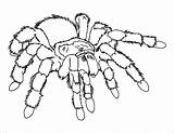 Coloring Spider Pages Tarantula Printable Scary Kids Color Sheet Colouring Bugs Print Drawing Giant Bug Iron Sheets Halloween Animal Horror sketch template