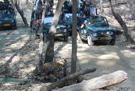 tiger safari in the sunderbans soon the bengal story