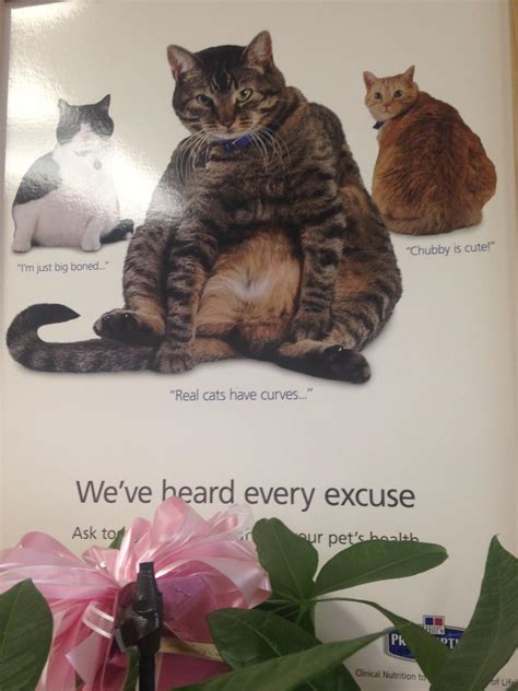 fat cats poster cats know your meme