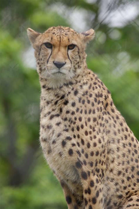 saarbruecken fotosafari fuer erwachsene  samstag im zoo saarland