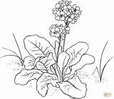 Primrose Primula Flower Coloring Pages Polyantha Drawing Printable Embroidery Patterns Primroses Flowers Floral Drawings Line Evening Draw sketch template