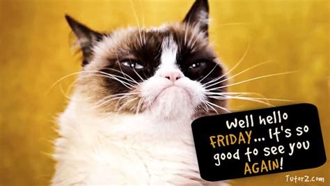 What Does Your Friday Face Look Like Grumpy Cat Grumpy