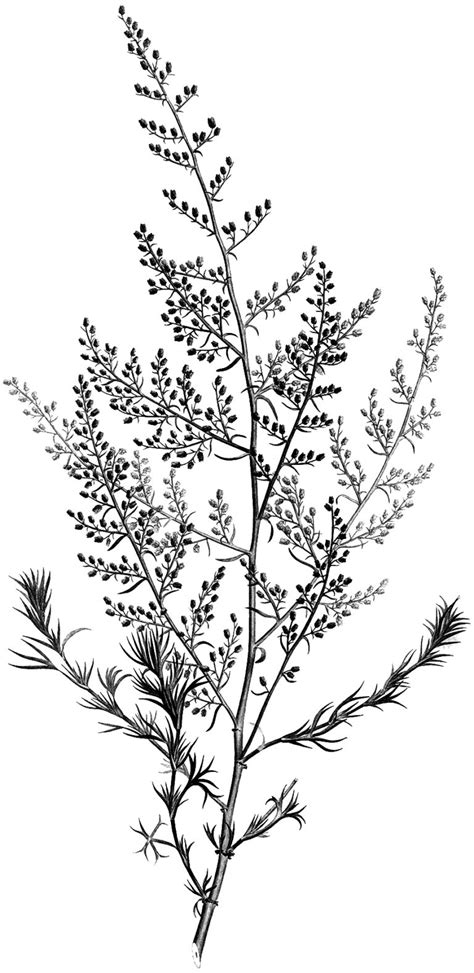 black  white botanical stems images  graphics fairy
