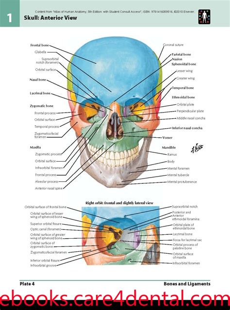 netter atlas  human anatomy