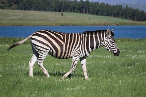 zebra eating grass  green grass field  stock photo