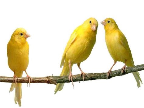 yellow birds wallpapers animal wallpapers