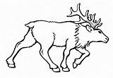 Elk Bestcoloringpagesforkids Antlers sketch template