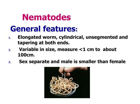 Ppt Classification Of Parasites Powerpoint Presentation Free