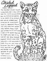 Leopard Clouded Canis Simensis sketch template