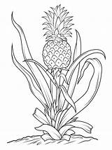 Pineapple Coloring Pages Tree Drawing Printable Fruits Pineapples Color Print Kids Vegetables Getdrawings Tracing Easy Simple Supercoloring Recommended Cucumber Broccoli sketch template