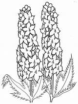 Larkspur Flower Coloring Pages Hyacinth Color Template Flowers Getcolorings Designlooter Print sketch template