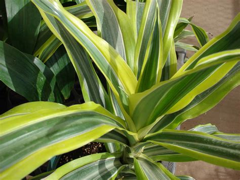 potted plants   remove indoor air pollution   home