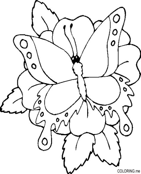 coloring page butterfly coloringme