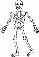 Squelette Esqueleto Squelettes Coloriages Humano épinglé Fo Sanchez Girard Humain Huesos Japonesas Esqueletos Olas Concernant Benjaminpech Greatestcoloringbook Sirenas sketch template