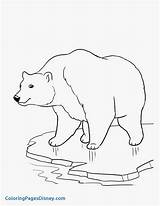 Polar Bear Coloring Pages Cola Coca Getcolorings Bears sketch template