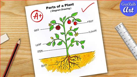 parts   plant diagram draw labelled diagram  parts  plant