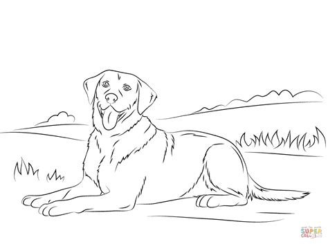 labrador coloring pages dog coloring page puppy coloring pages