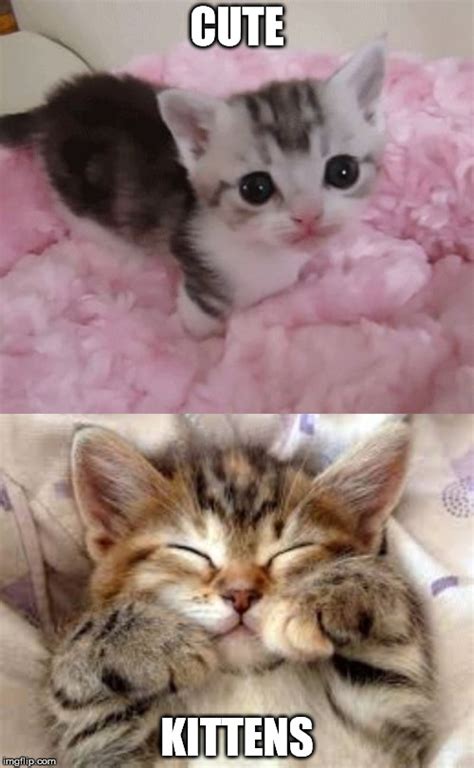 cute kittens imgflip