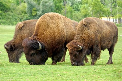 bison size population diet facts britannica