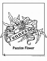 Tennessee Coloring Flower State Pages Printable Woojr Jr Kids Color Sheets Getcolorings Choose Board sketch template