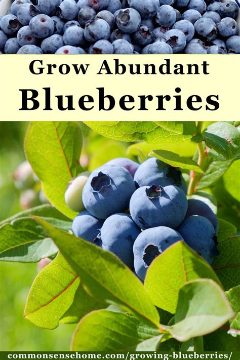 growing blueberries  tips   home garden